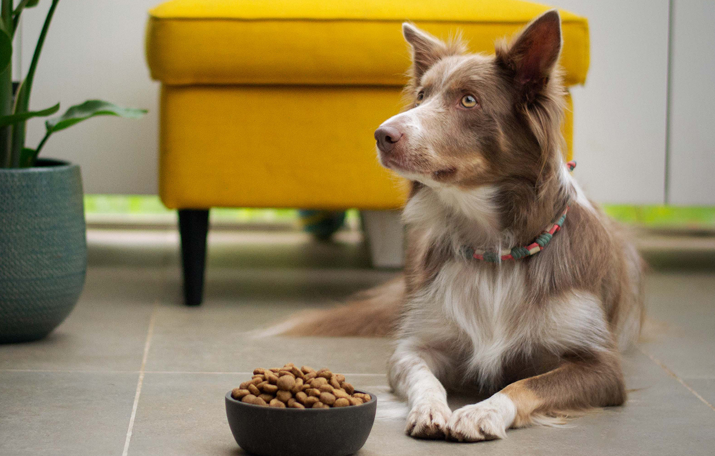 Perché una Buona Alimentazione fa Bene al Tuo Cane.