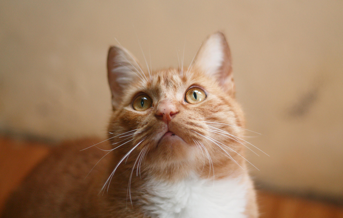 Come il Pet Può Essere un Potente Antidepressivo.