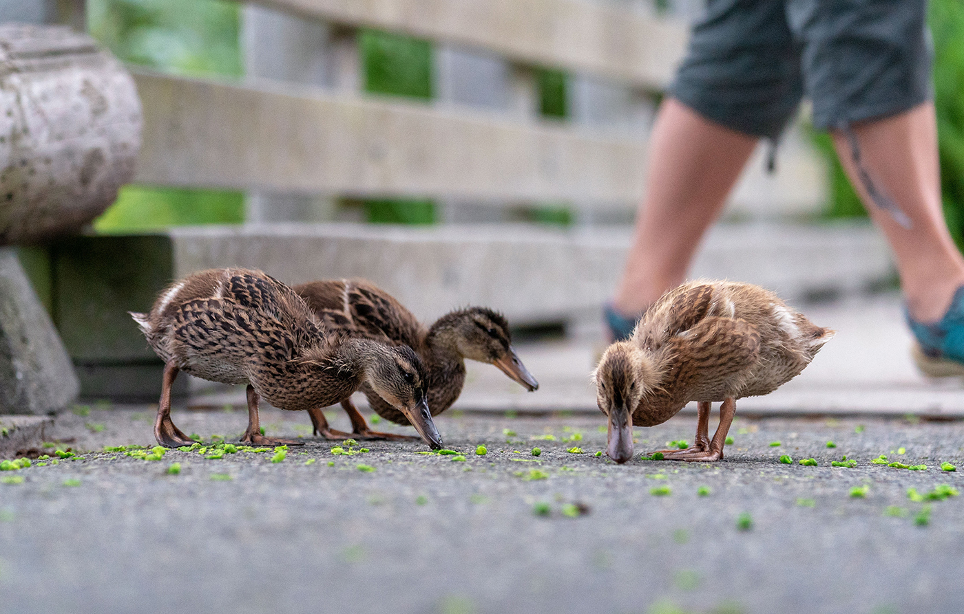 Pet Walking – Il Benessere del Tuo Pet a Passo Lento.