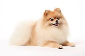 Cane