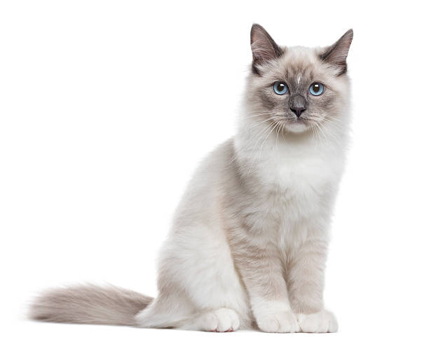 Gatto